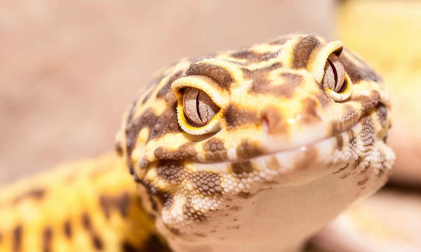 The banner image, showing a Gecko